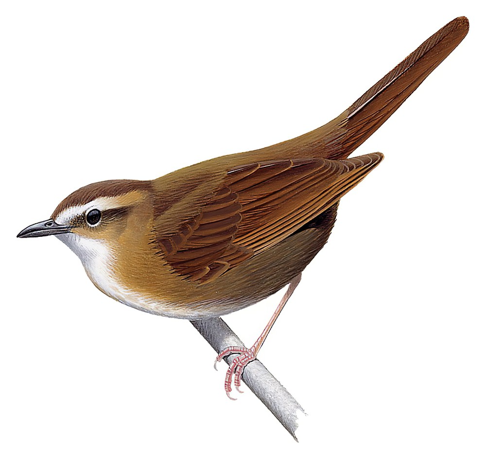 Long-legged Thicketbird / Cincloramphus rufus
