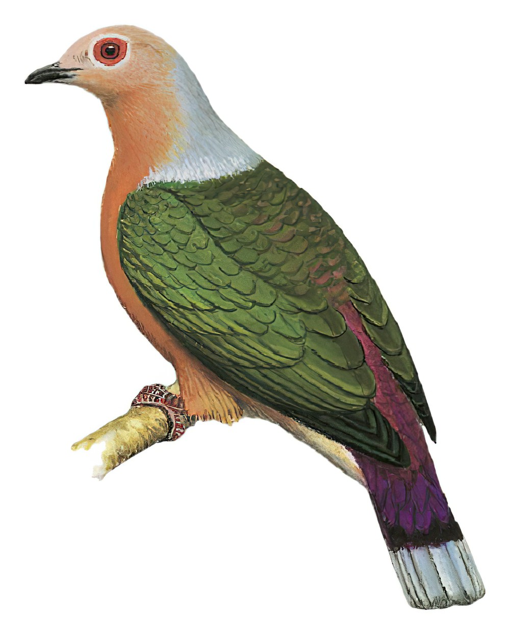 Purple-tailed Imperial-Pigeon / Ducula rufigaster