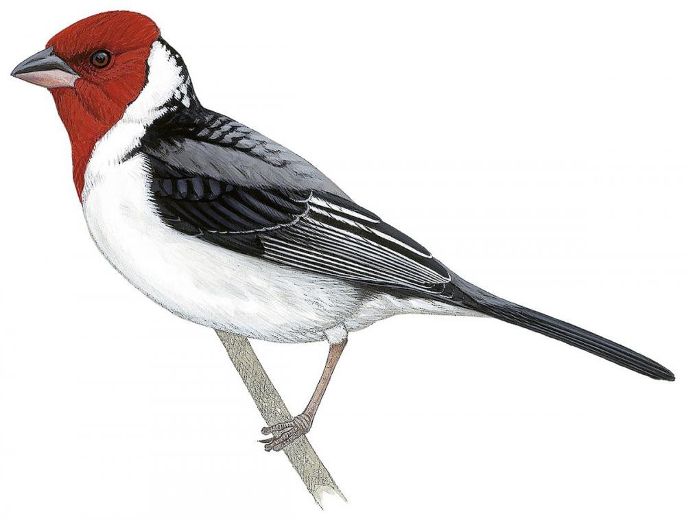 Red-cowled Cardinal / Paroaria dominicana