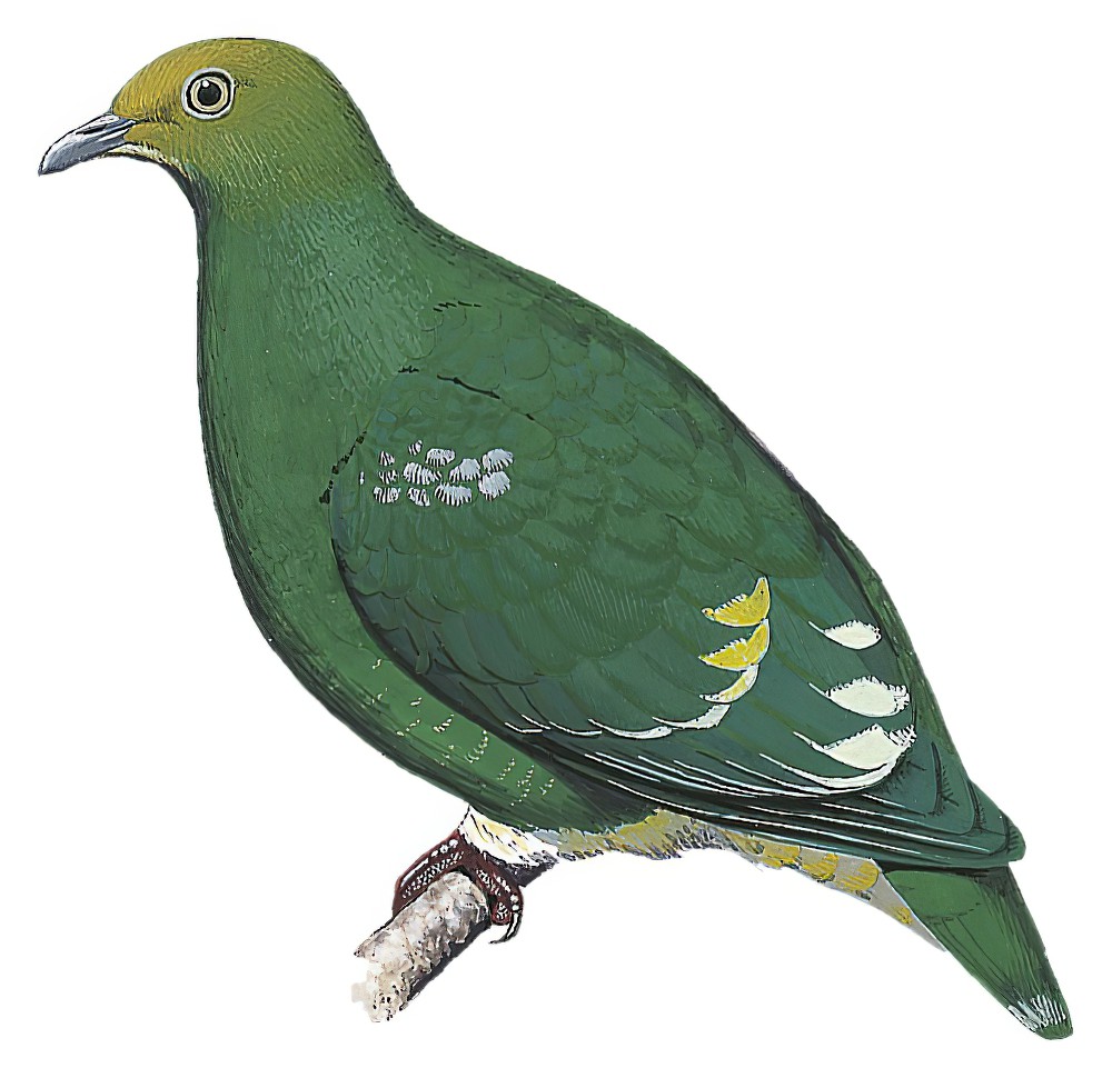 Tanna Fruit-Dove / Ptilinopus tannensis