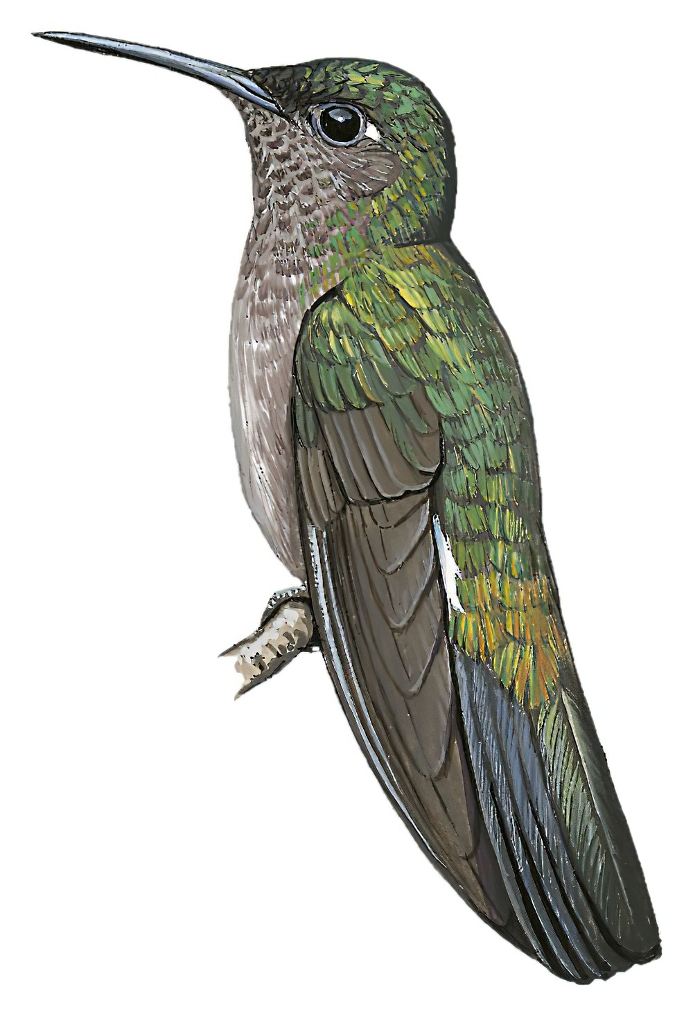 Sombre Hummingbird / Aphantochroa cirrochloris