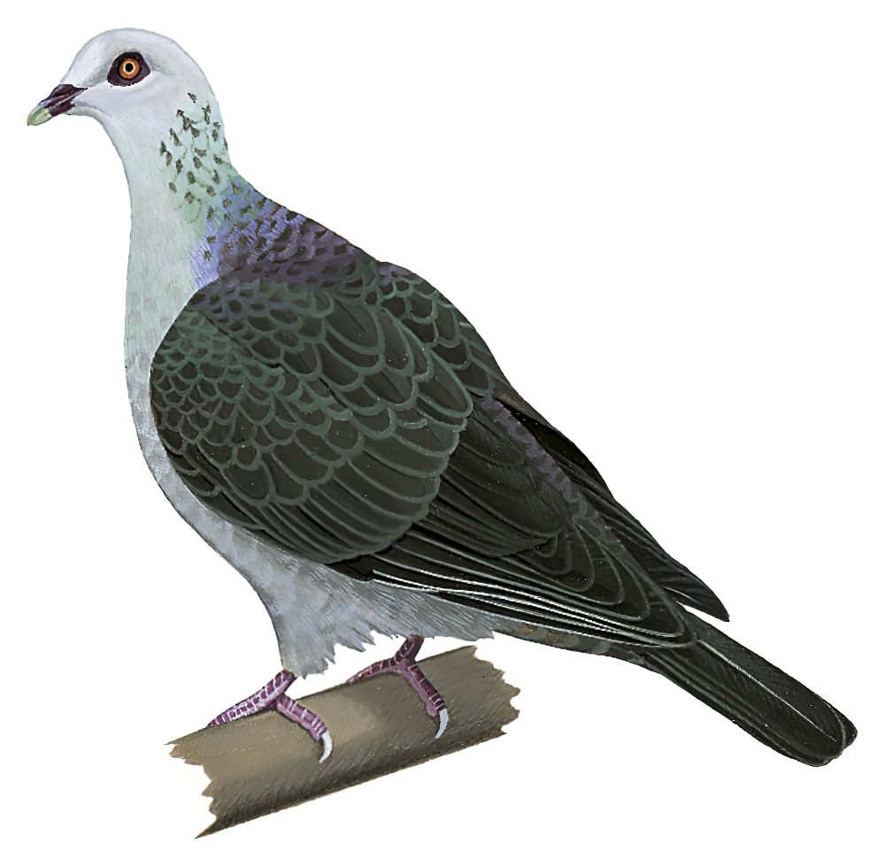 Andaman Wood-Pigeon / Columba palumboides