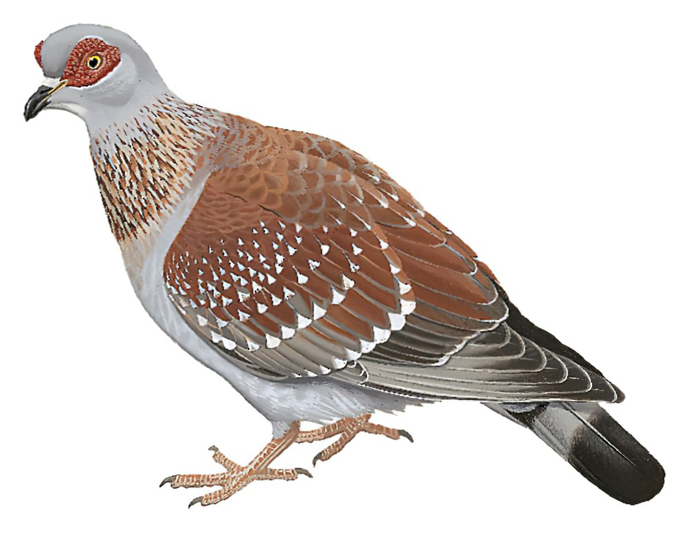 Speckled Pigeon / Columba guinea