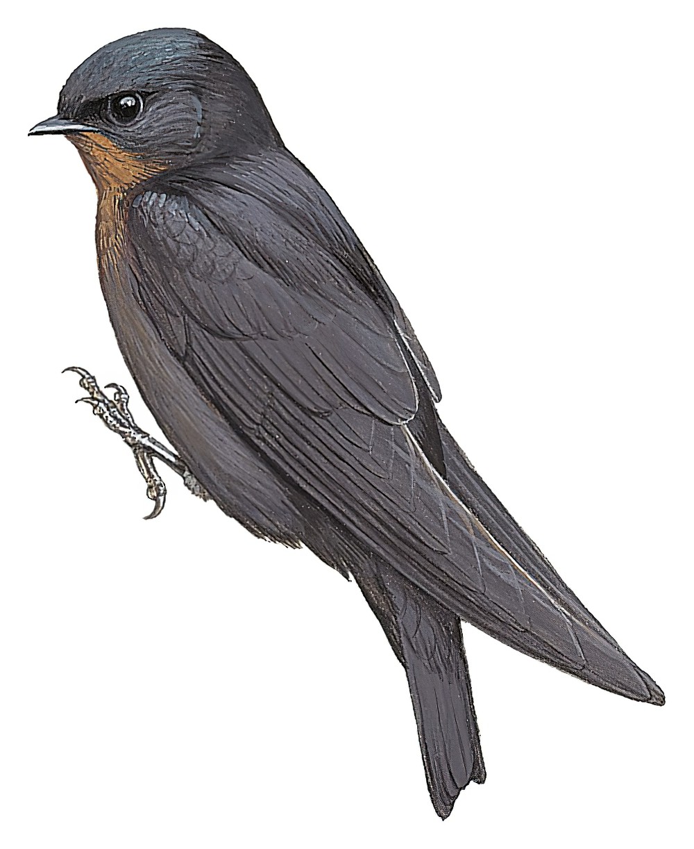 Forest Swallow / Atronanus fuliginosus