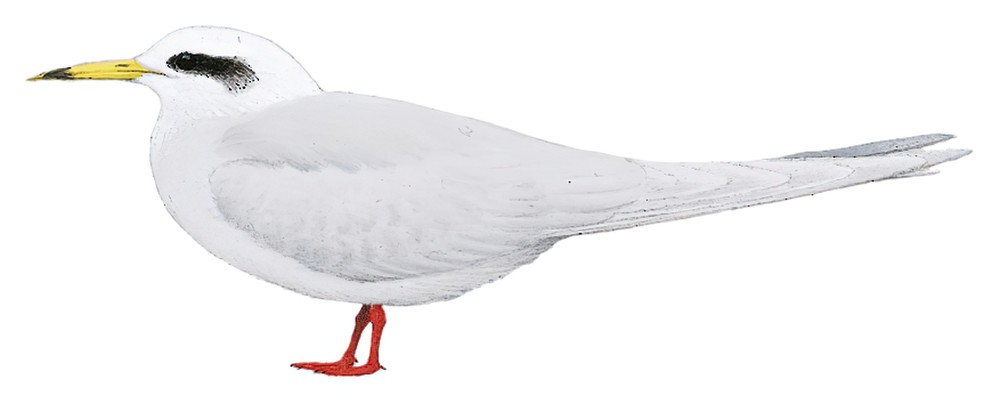 Snowy-crowned Tern / Sterna trudeaui