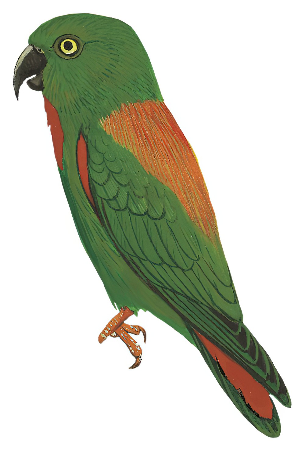 Sula Hanging-Parrot / Loriculus sclateri