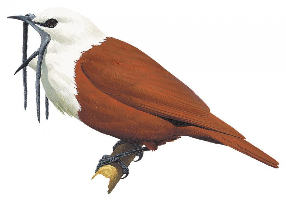 Three-wattled Bellbird / Procnias tricarunculatus