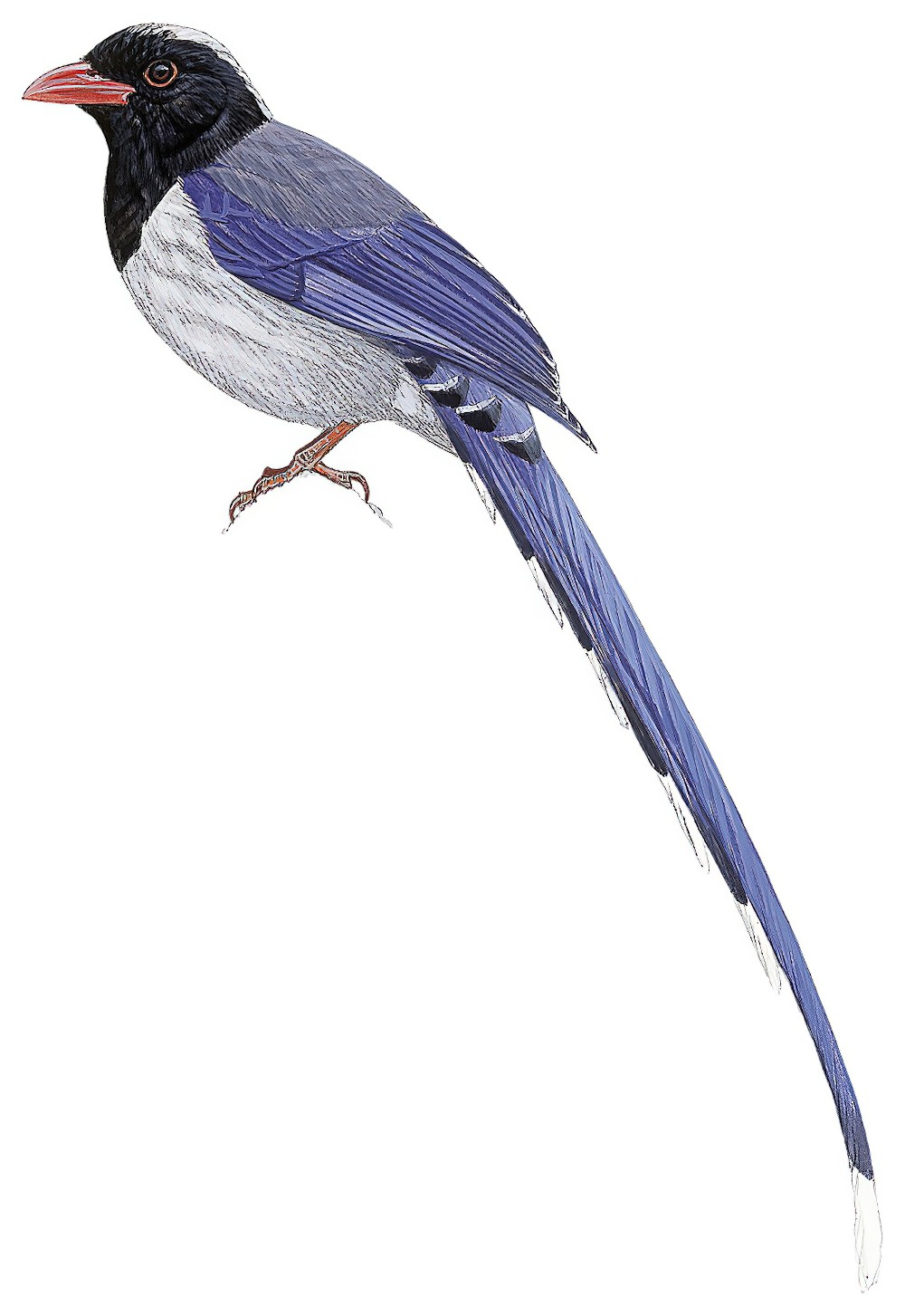 Red-billed Blue-Magpie / Urocissa erythroryncha