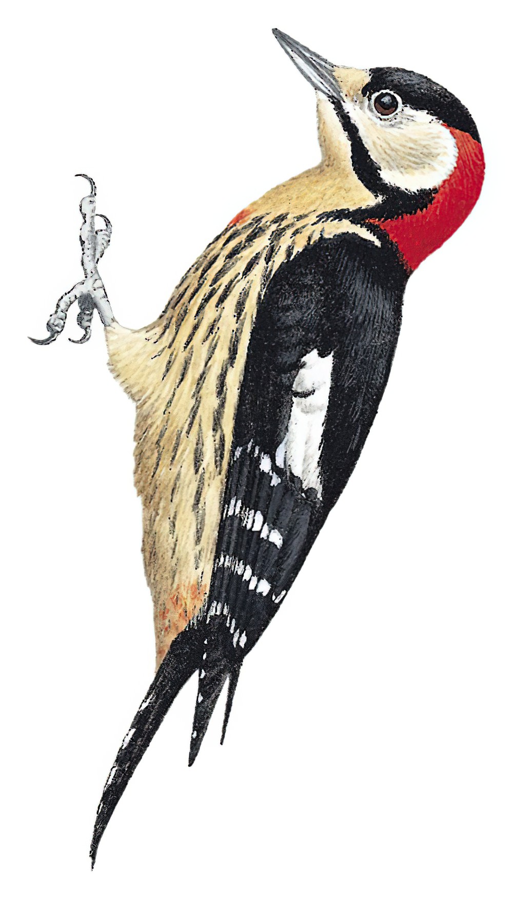 Crimson-breasted Woodpecker / Dryobates cathpharius