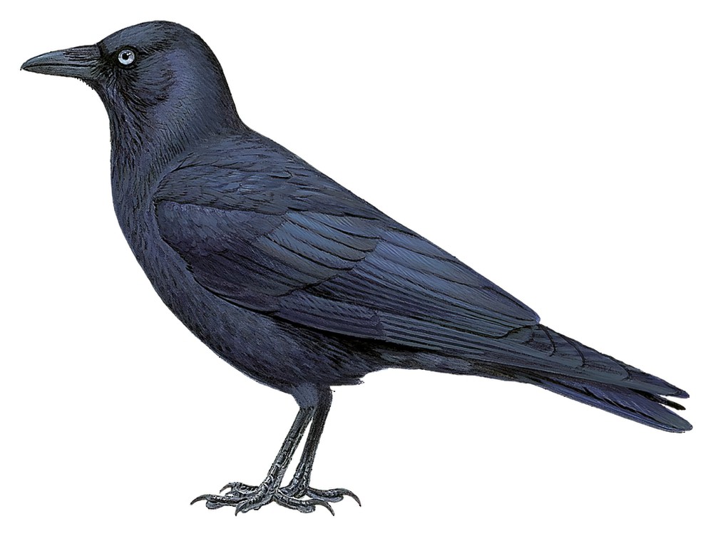 Forest Raven / Corvus tasmanicus