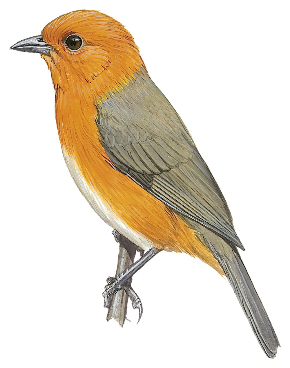 Rufous-chested Tanager / Thlypopsis ornata