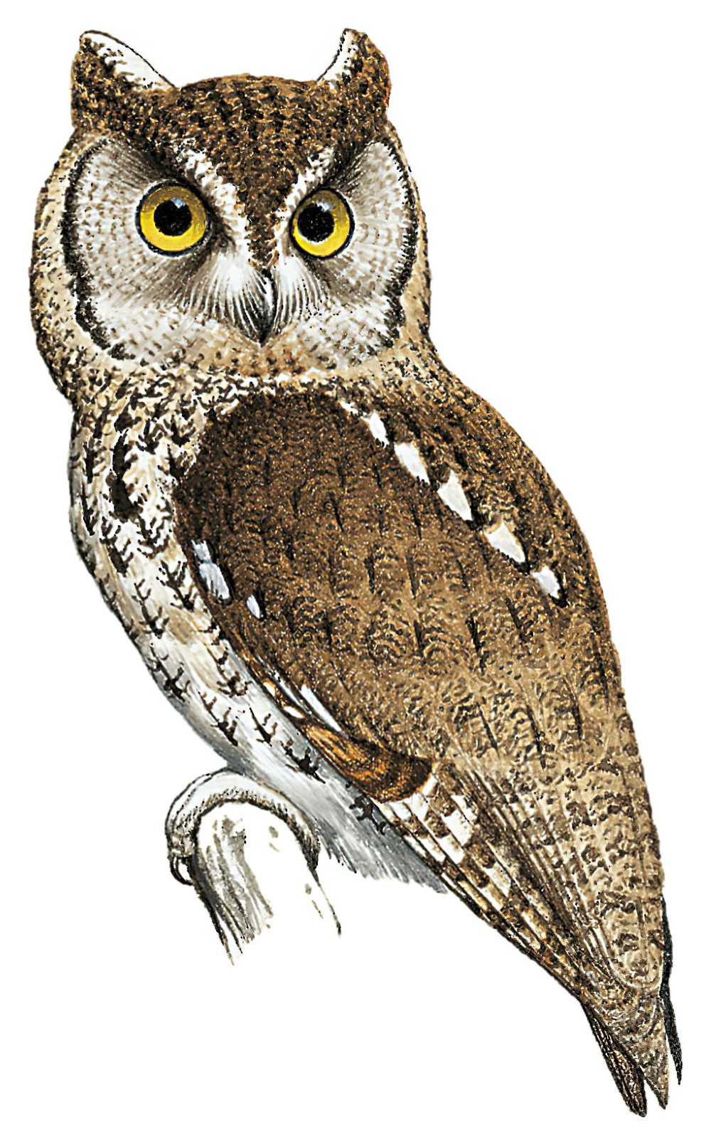 Western Screech-Owl / Megascops kennicottii