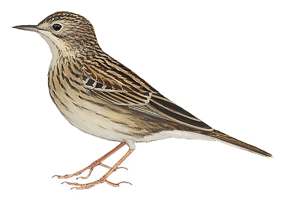 Pampas Pipit / Anthus chacoensis