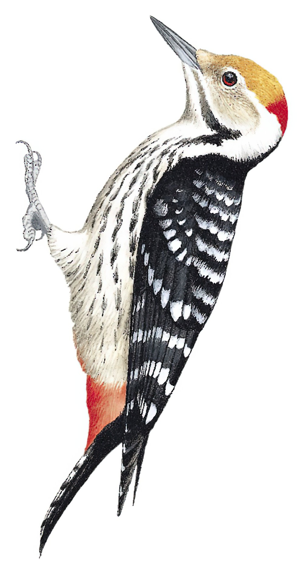 Brown-fronted Woodpecker / Dendrocoptes auriceps