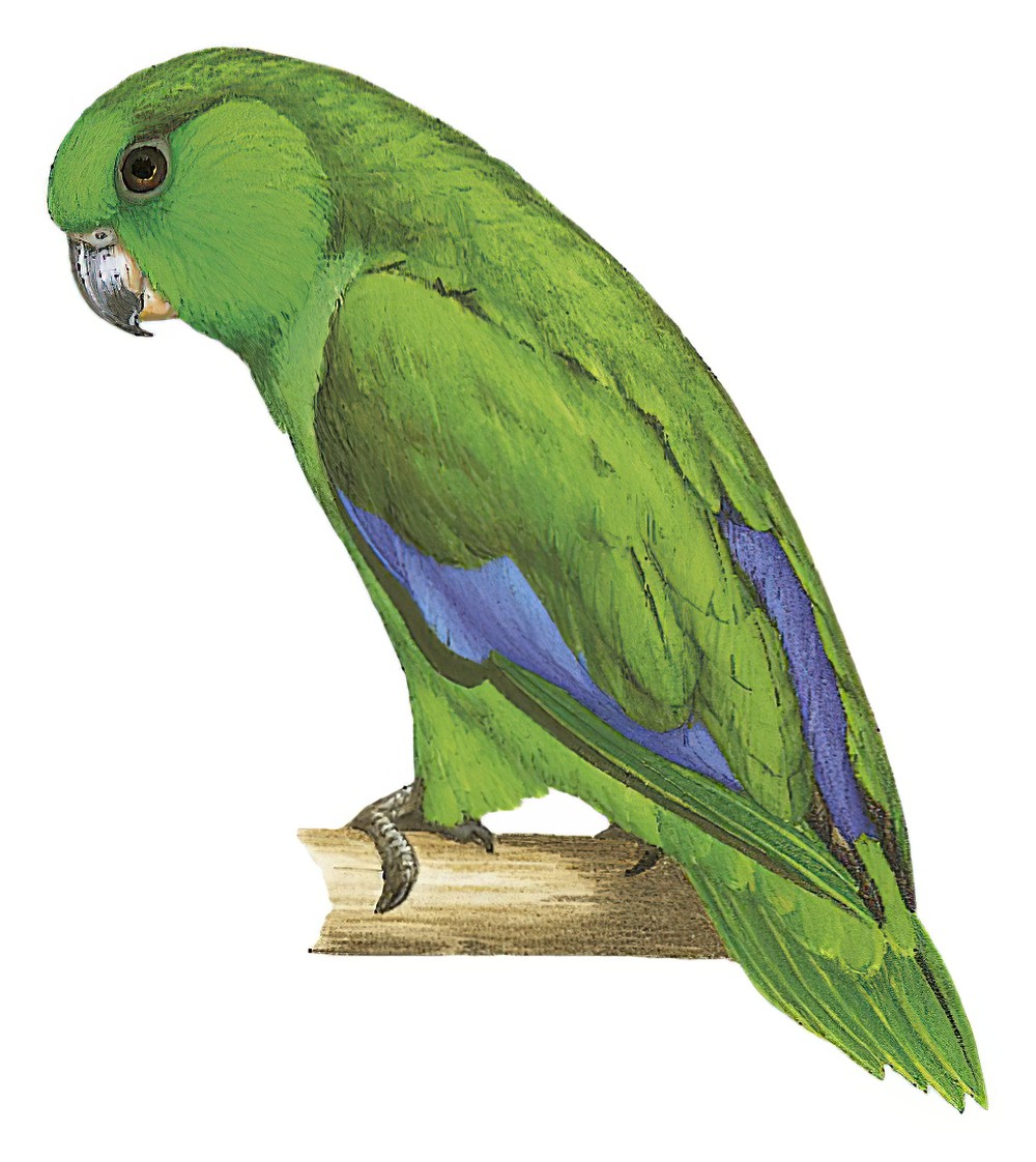 Dusky-billed Parrotlet / Forpus modestus