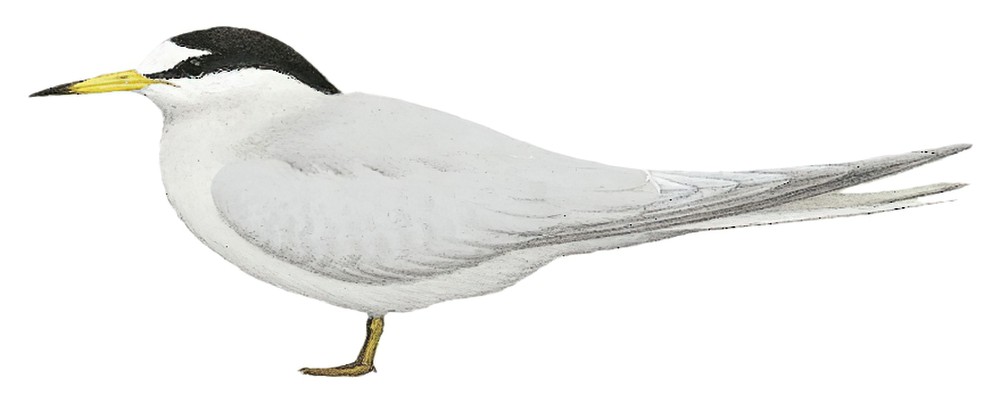 Peruvian Tern / Sternula lorata