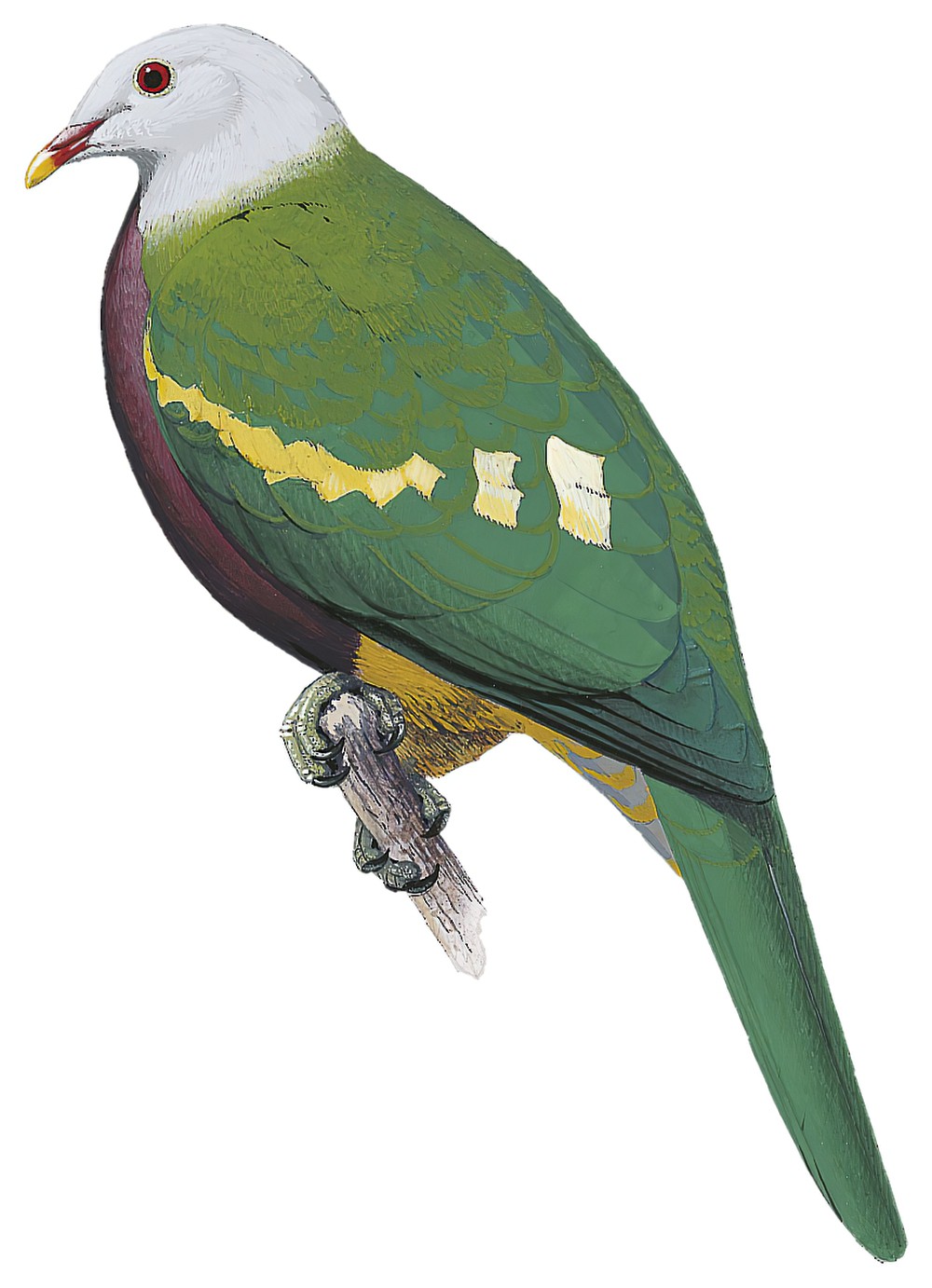 Wompoo Fruit-Dove / Ptilinopus magnificus