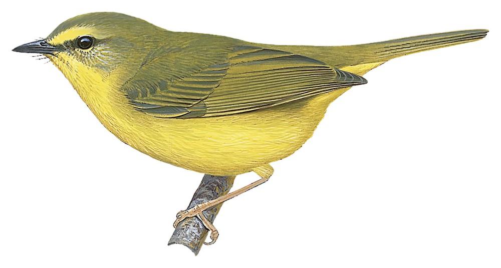 Pale-legged Warbler / Myiothlypis signata