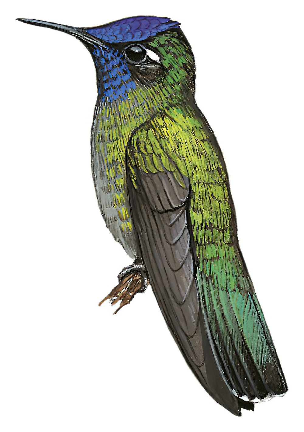 Violet-headed Hummingbird / Klais guimeti