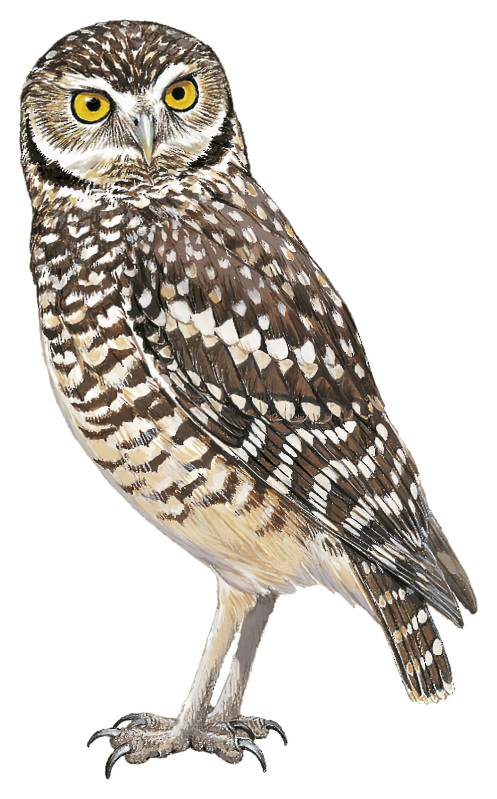 Burrowing Owl / Athene cunicularia
