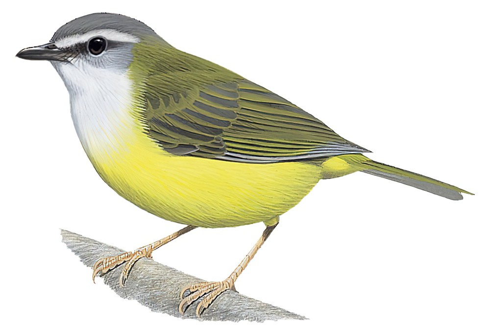 Yellow-bellied Warbler / Abroscopus superciliaris