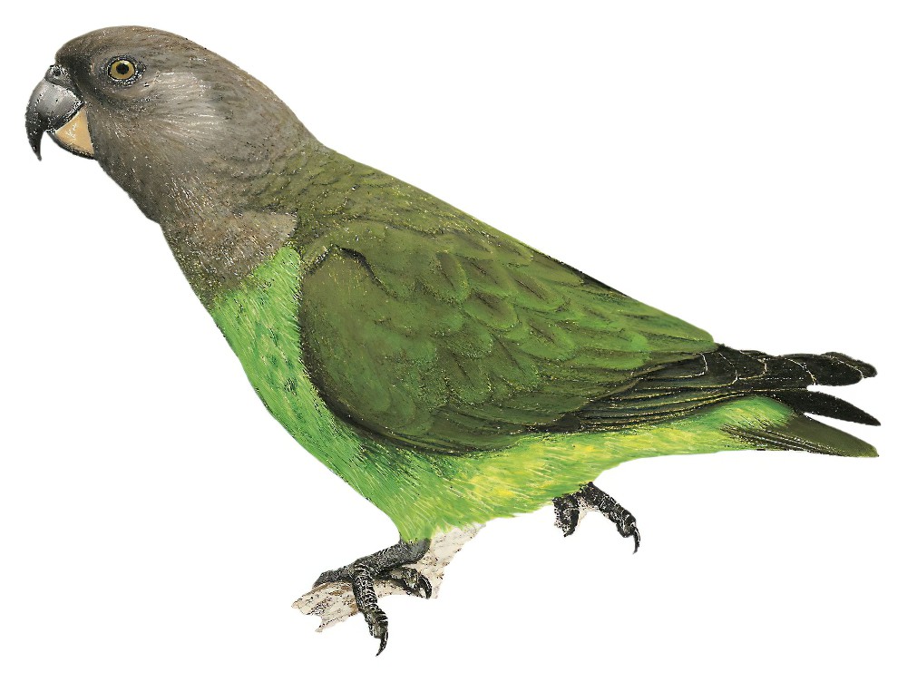 Brown-headed Parrot / Poicephalus cryptoxanthus