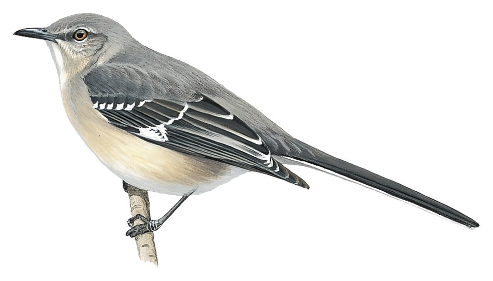 Northern Mockingbird / Mimus polyglottos