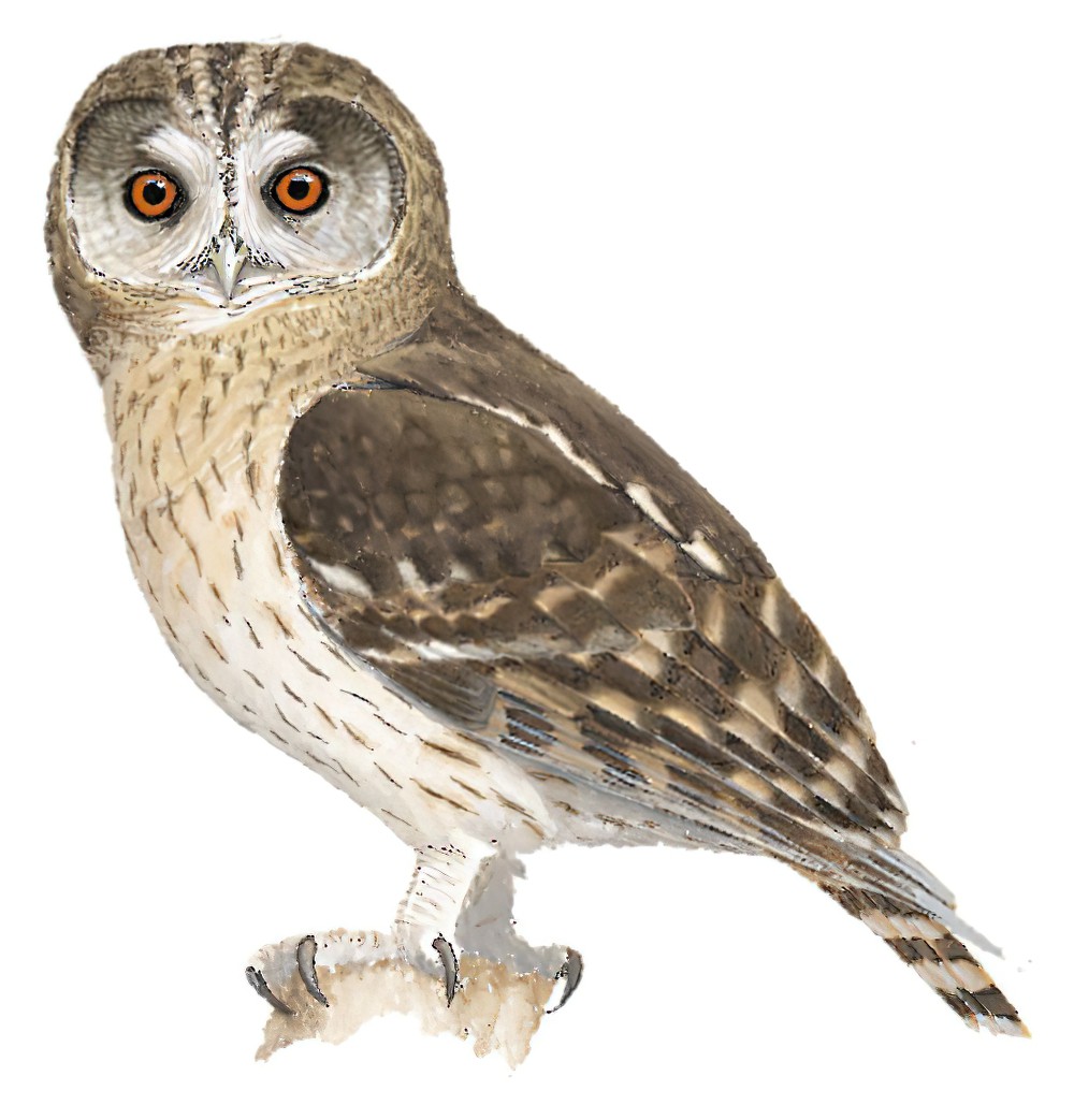 Omani Owl / Strix butleri
