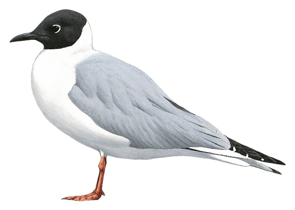 Bonaparte\'s Gull / Chroicocephalus philadelphia