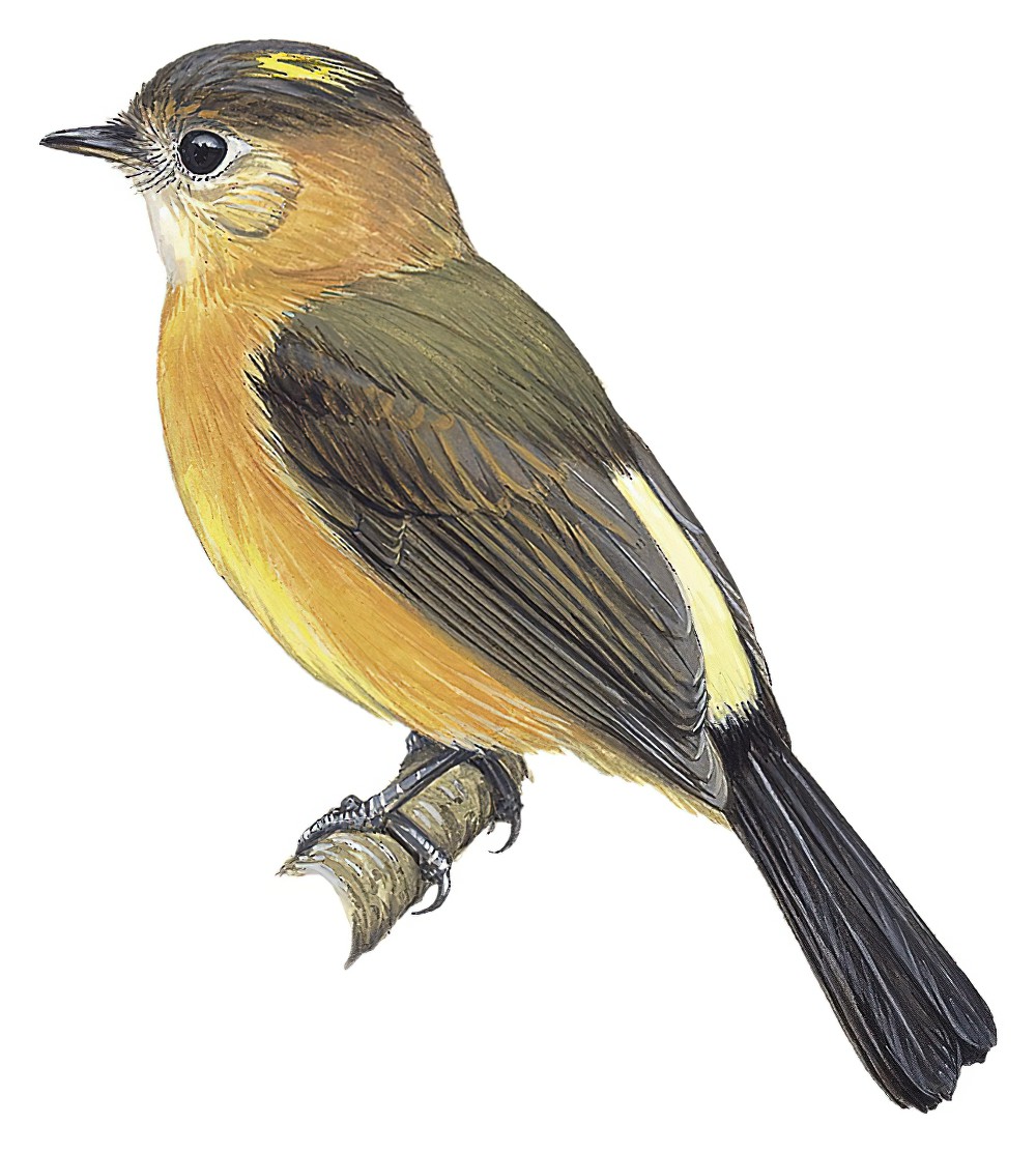 Tawny-breasted Flycatcher / Myiobius villosus
