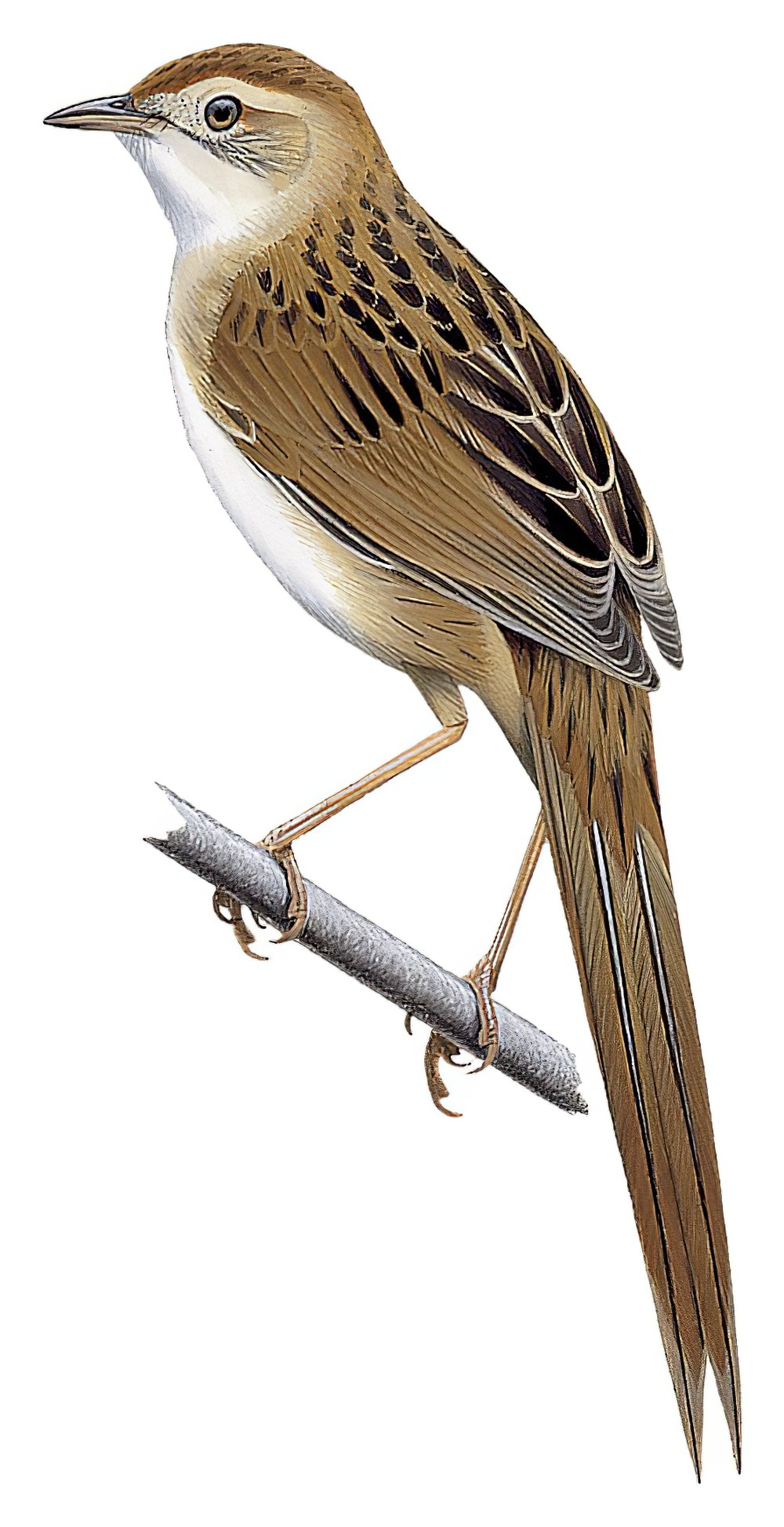 Papuan Grassbird / Cincloramphus macrurus
