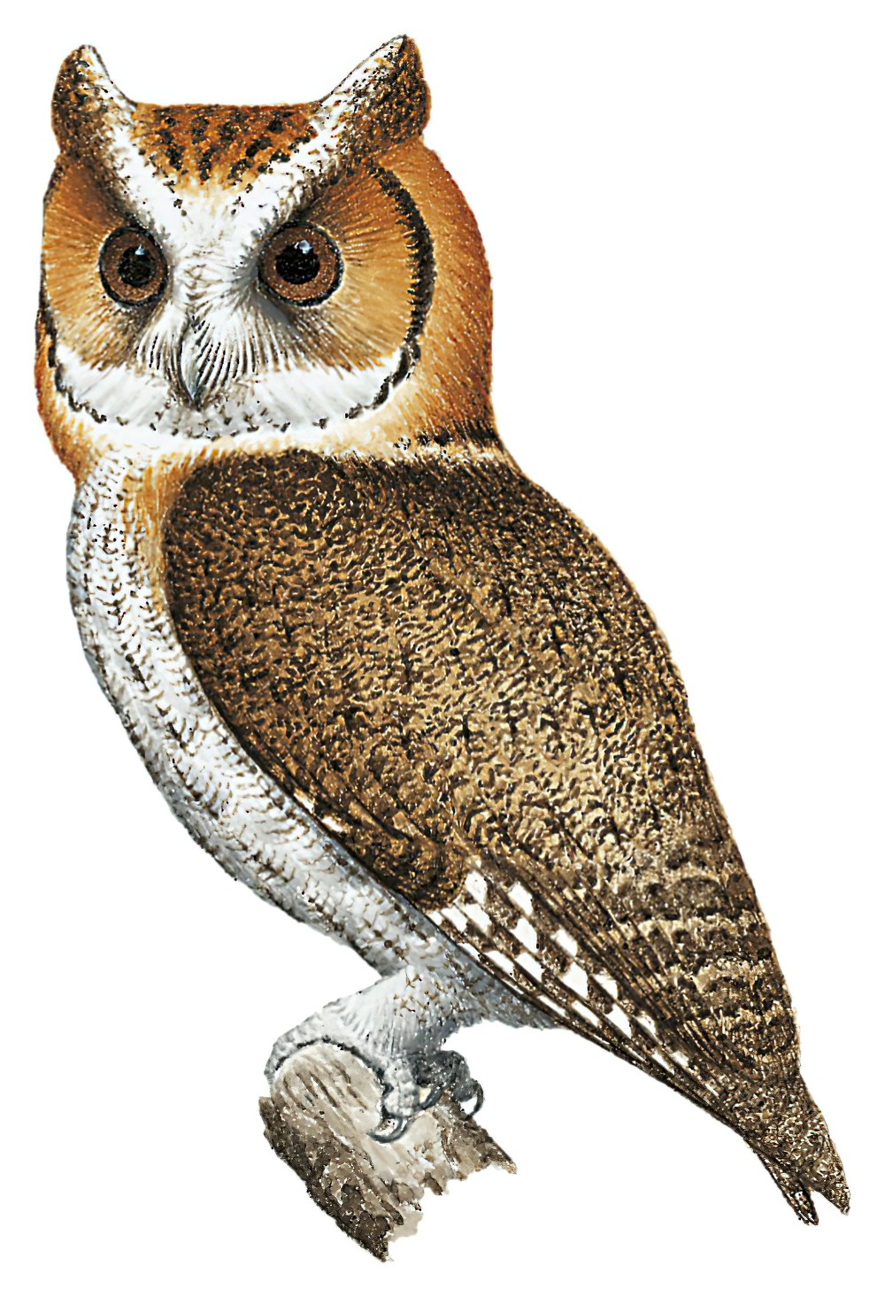 Negros Scops-Owl / Otus nigrorum