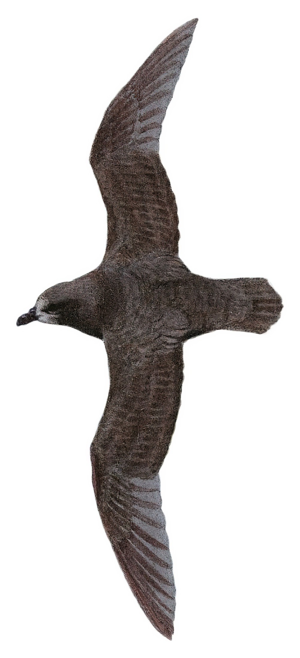 Gray-faced Petrel / Pterodroma gouldi