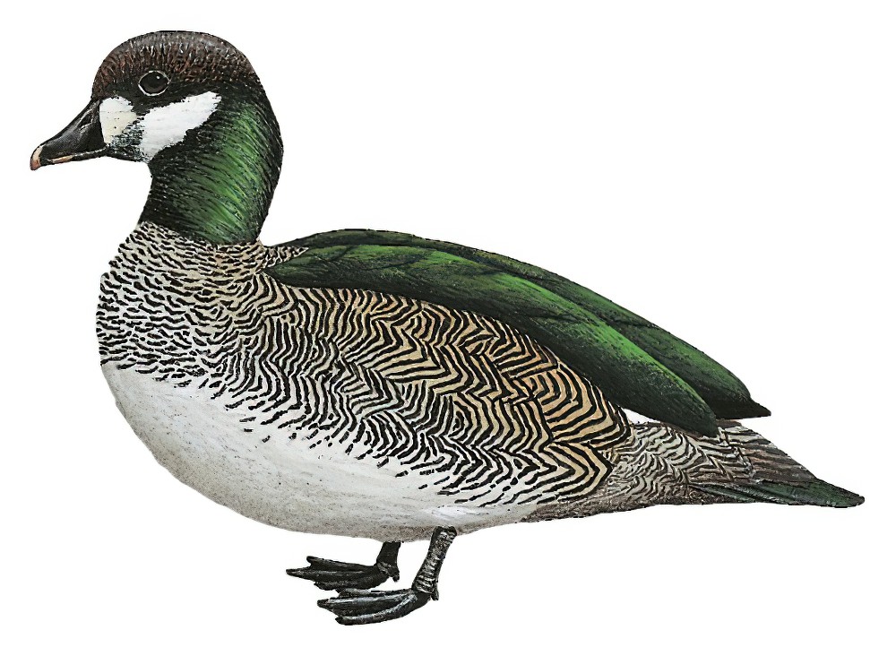Green Pygmy-Goose / Nettapus pulchellus