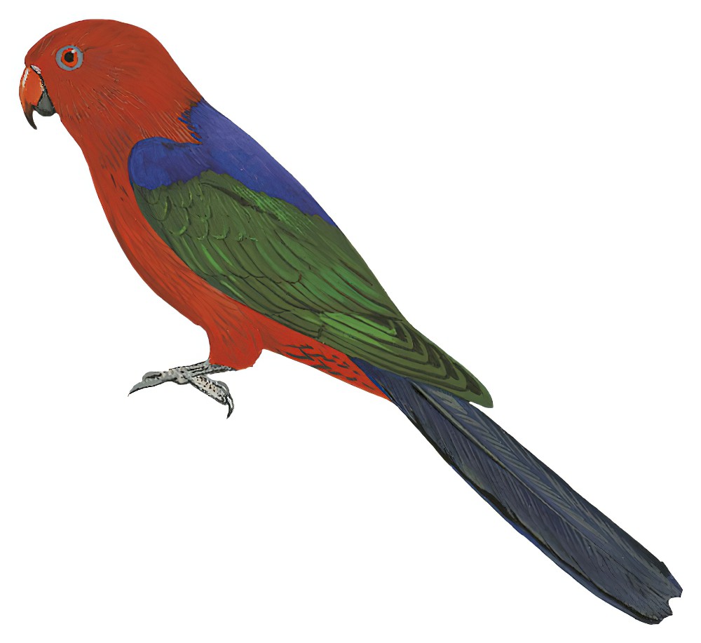Moluccan King-Parrot / Alisterus amboinensis