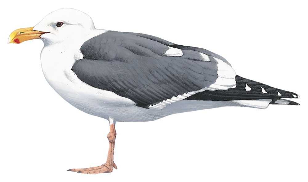 Western Gull / Larus occidentalis