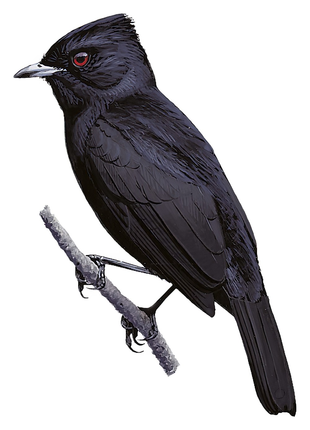 Velvety Black-Tyrant / Knipolegus nigerrimus