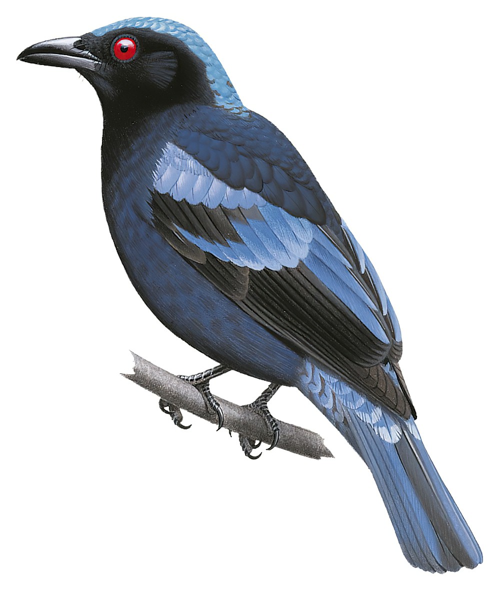 Philippine Fairy-bluebird / Irena cyanogastra