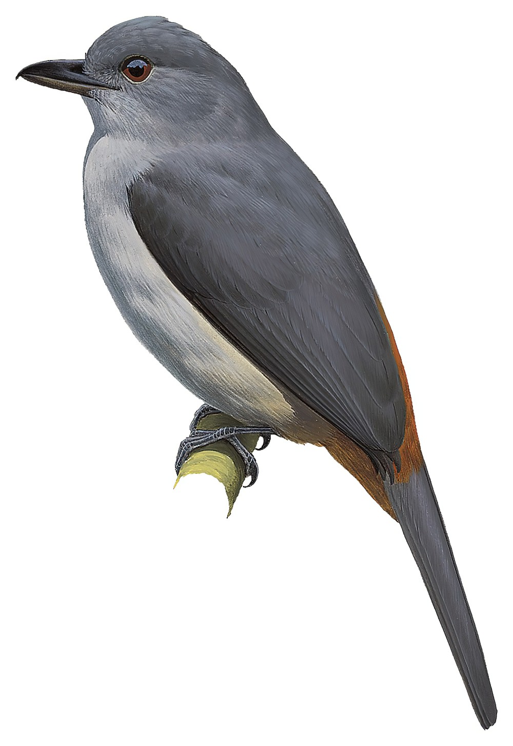 Scimitar-winged Piha / Lipaugus uropygialis