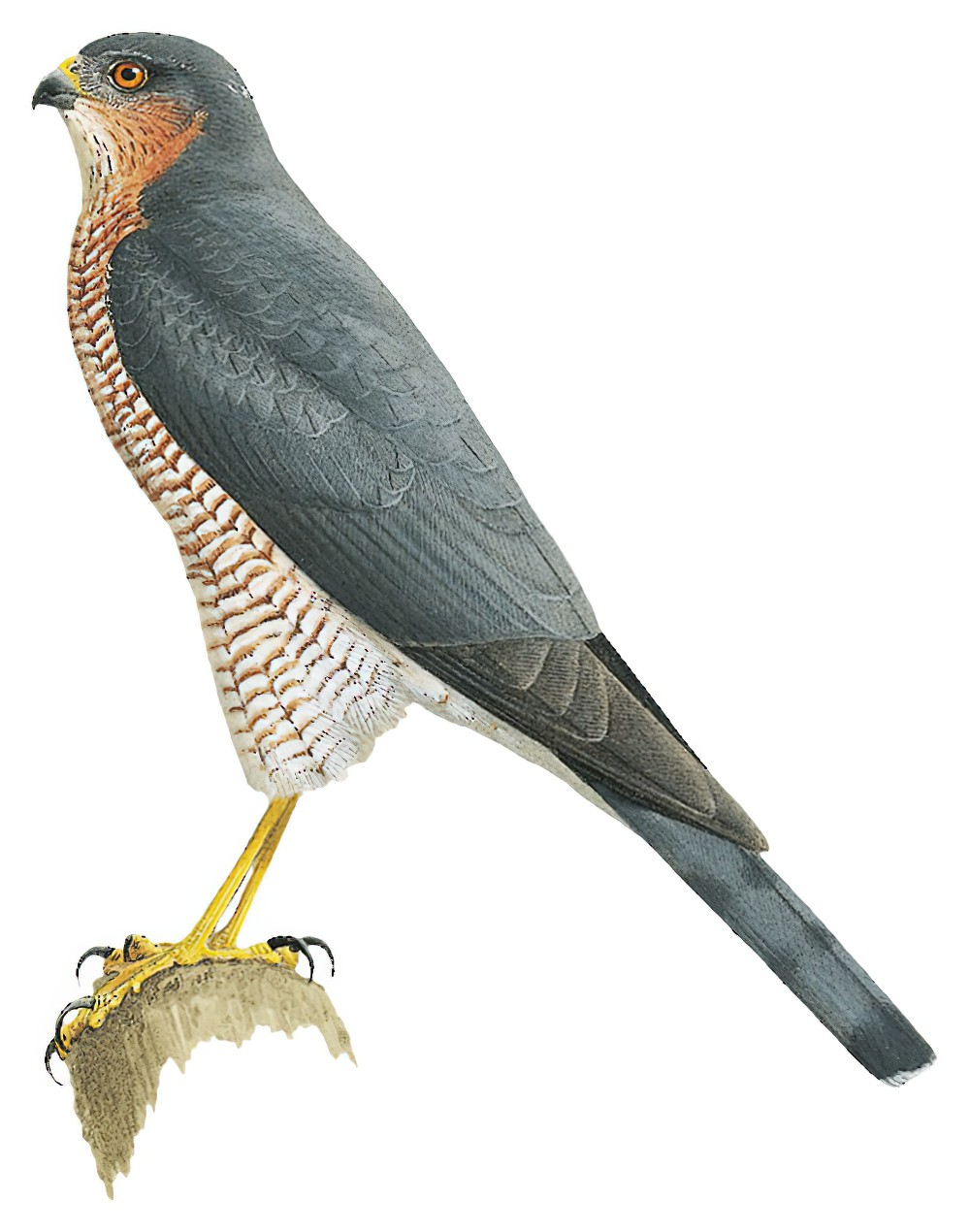 Eurasian Sparrowhawk / Accipiter nisus