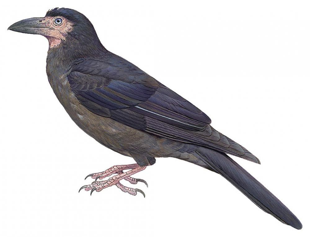 Gray Crow / Corvus tristis