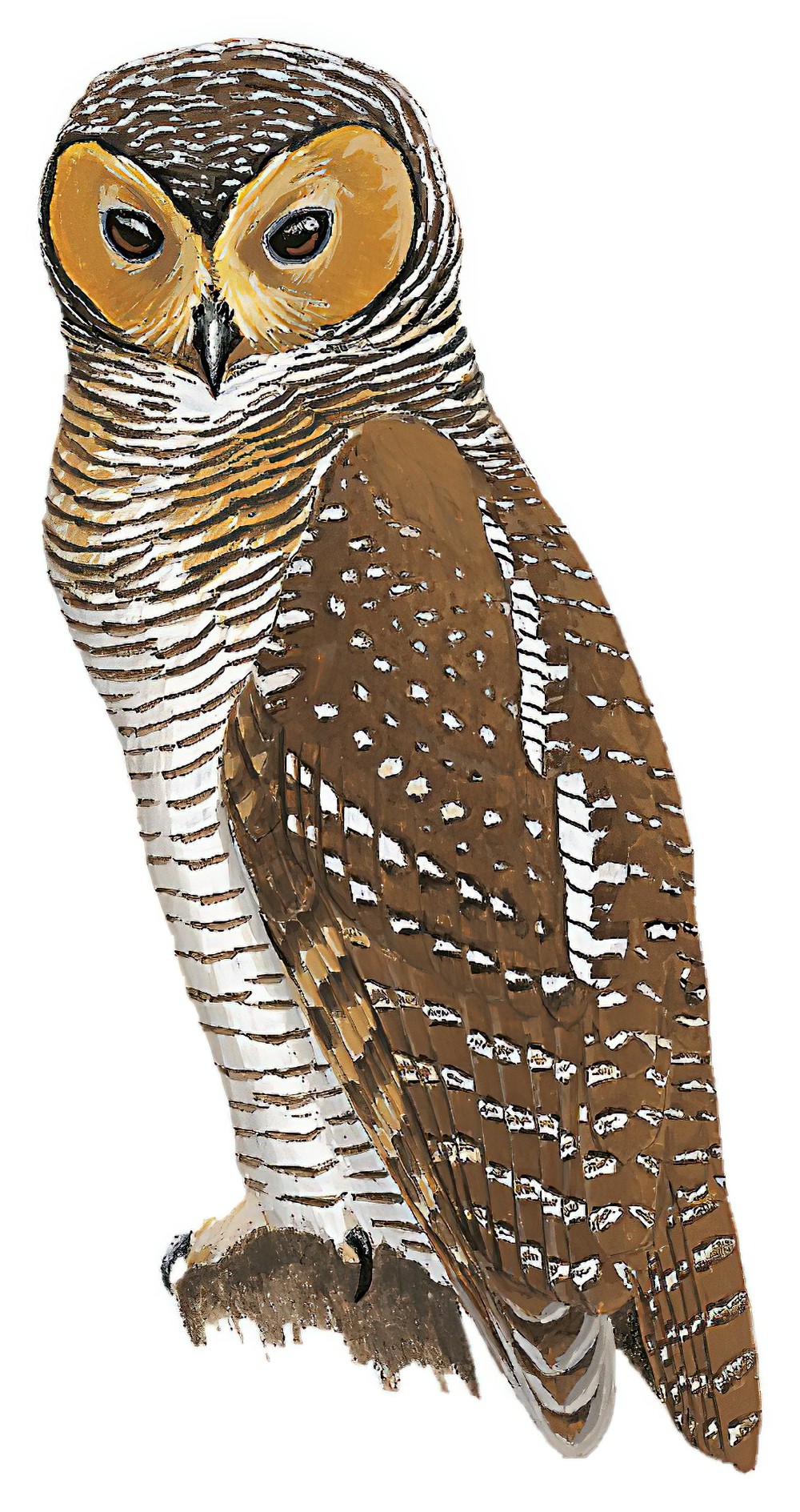 Spotted Wood-Owl / Strix seloputo