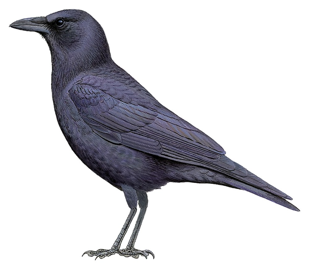 American Crow / Corvus brachyrhynchos