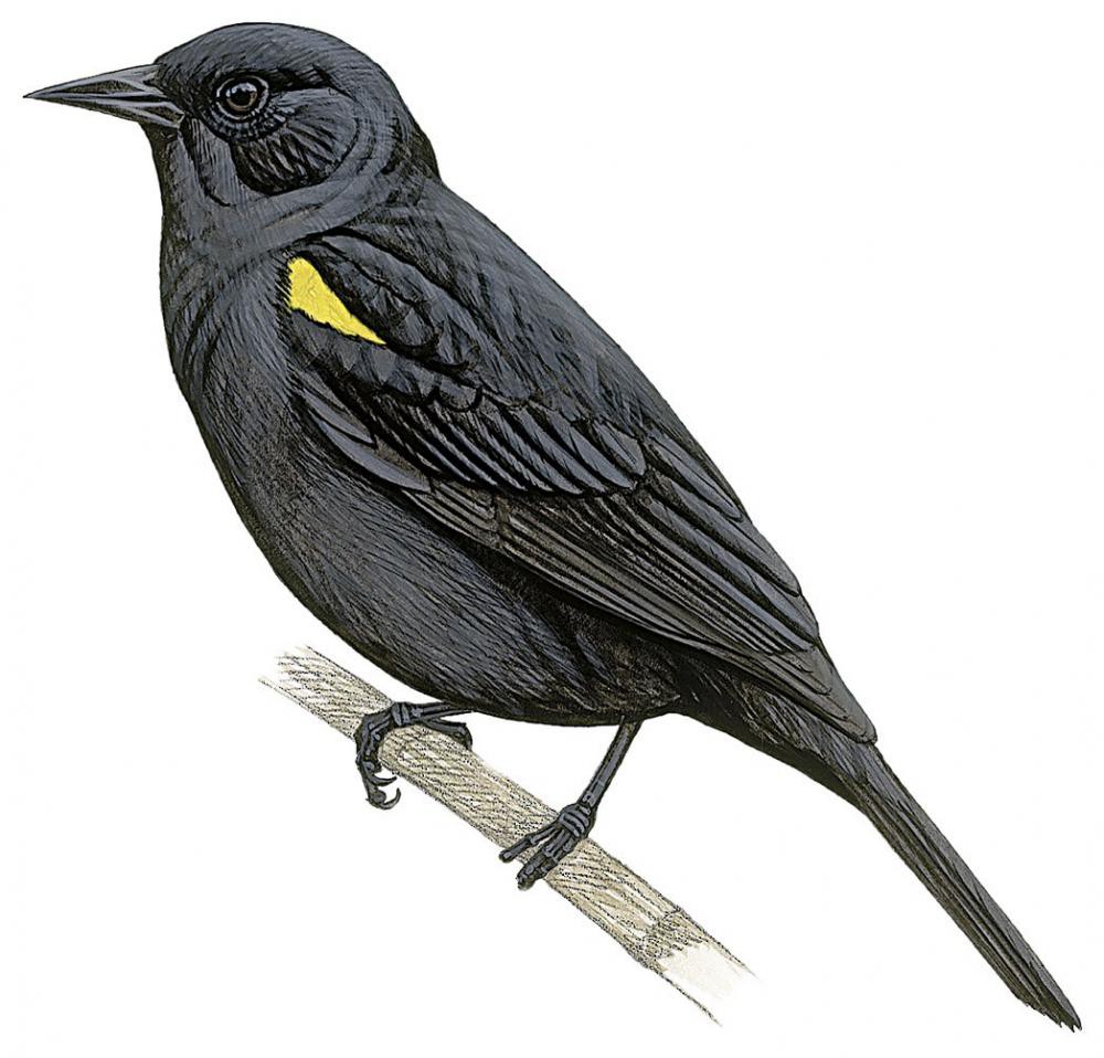 Yellow-winged Blackbird / Agelasticus thilius