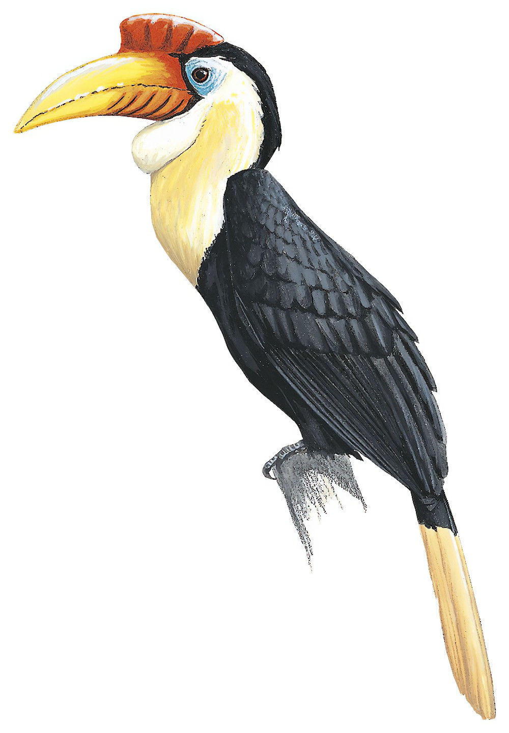 Wrinkled Hornbill / Rhabdotorrhinus corrugatus