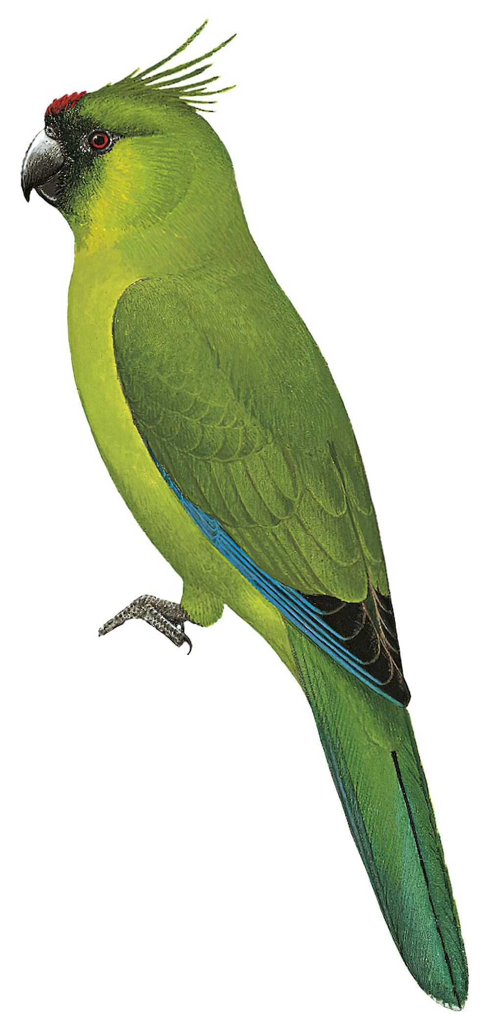 Ouvea Parakeet / Eunymphicus uvaeensis