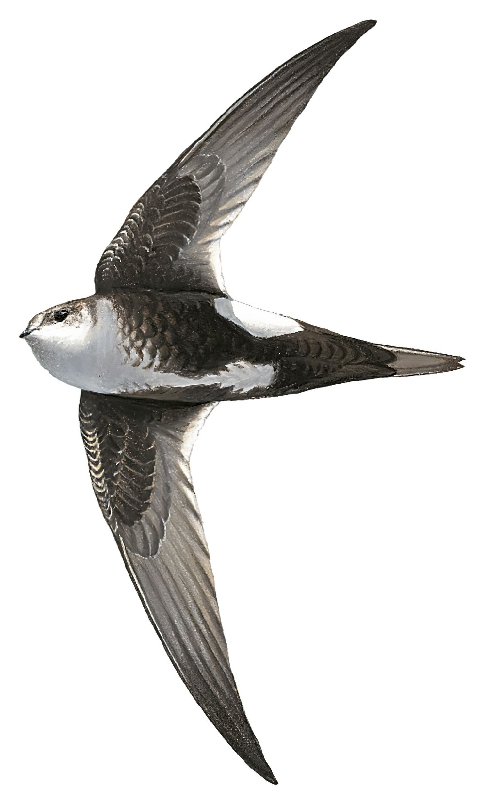 White-throated Swift / Aeronautes saxatalis