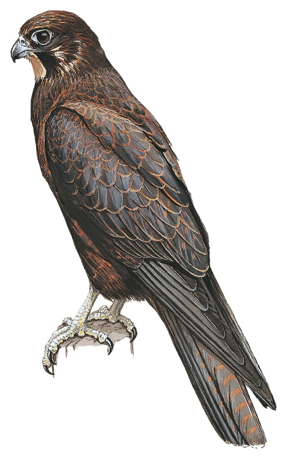 Brown Falcon / Falco berigora