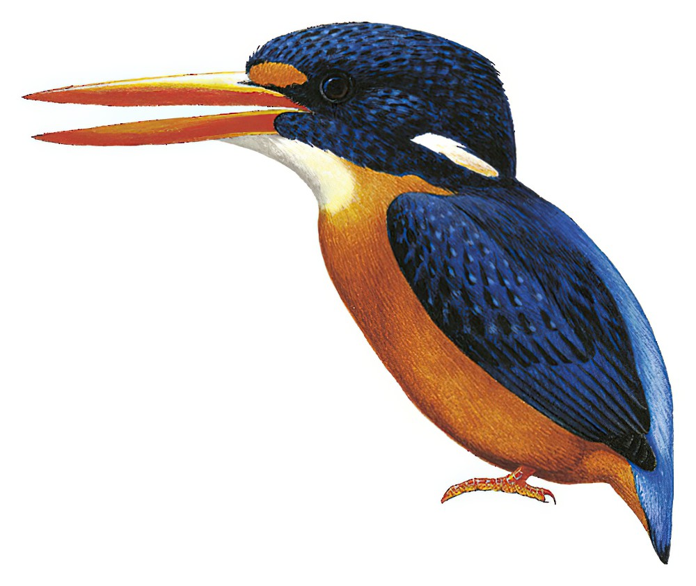 Seram Dwarf-Kingfisher / Ceyx lepidus
