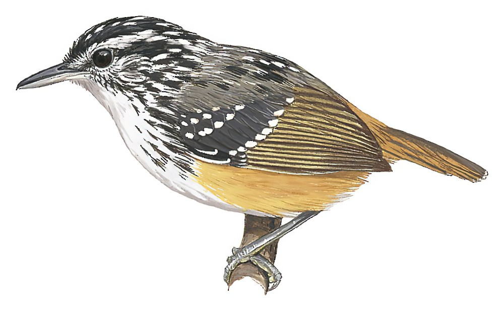 Rondonia Warbling-Antbird / Hypocnemis ochrogyna